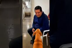 NESSE canil OS cachorros ESCOLHEM seu DONO