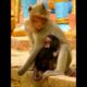 Natural Lovely Monkey's Care #babymonkey #entertaininganimals #monkey #animals #animallife #wildlife