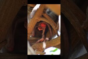 Natural baby monkeyn moments #monkey #wildlifeentertainment #babymonkey #animals #animallife #cute