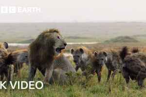 Nature's Deadliest Duels | 4K UHD | BBC Earth