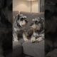 OMG 😱  cute puppies ll: unbelievable what they did #fyp  #subscribe #puppies #viral #funny #trending