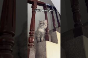One like = One meow 😸 #catshorts #funnycat #catvideos #cutecat #viralshorts #cute #kitten #cat