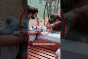 Orangutan Meets a Newborn Baby for the First Time 🦧