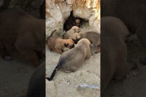 Our Employees Heard Cries From a Desert Cave—Then Found These Puppies 💔🐶 #Shorts