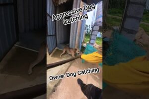 Owner Dog Catch Villagers #shortvideo #ytshortsindia #rescue #pets #streetdogrevival
