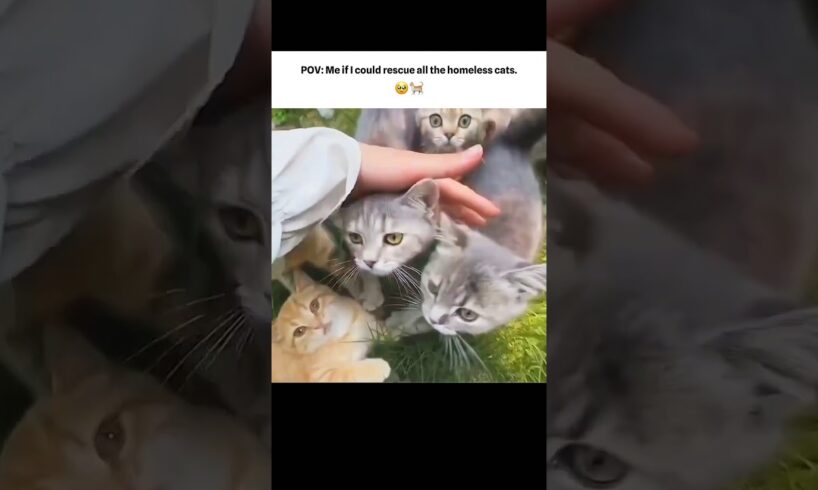 POV: Me If I Could Rescue All The Homeless Cats 🥹🐈 #allah #cat #islam #viral @Itz_Sumaiya_xoxo