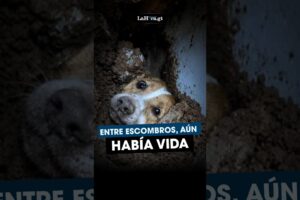 Perros y gatos son rescatados con vida tras el terremoto en Colombia