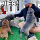 Picking Out My First Dog from Exotic Bully Puppy Farm! *CUTE*