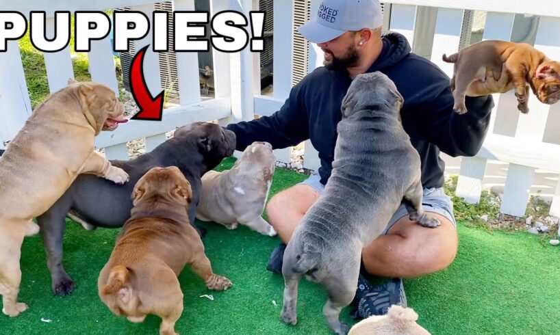 Picking Out My First Dog from Exotic Bully Puppy Farm! *CUTE*
