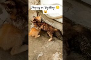 Playing or Fighting 🙂😺 #animallife #cute #cat #wildlife #animals #funny #shorts #funnycute