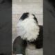 Puppies - Cute Cute Puppies