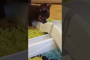 Puppy chihuahua is playing #chihuahua #cute #dog #animals #funny #pets #animals #shorts #puppy