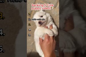 RANKING 5 CUTEST PUPPIES! 🐶🏆