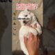 RANKING 5 CUTEST PUPPIES! 🐶🏆