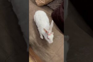 🐰 Rabbit Playing Time | Cute & Funny Rabbit 🥰 #shorts #rabbit #mybunny