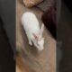 🐰 Rabbit Playing Time | Cute & Funny Rabbit 🥰 #shorts #rabbit #mybunny