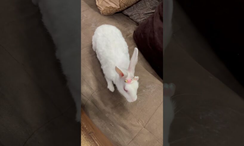 🐰 Rabbit Playing Time | Cute & Funny Rabbit 🥰 #shorts #rabbit #mybunny