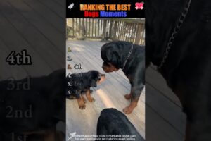 Ranking Cutest Puppy Behaviors PT.1
