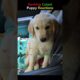 Ranking Cutest Puppy Reactions #funny #pets #viral #fyp