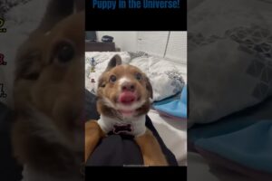 Ranking Cutest Puppy in the Universe🤩