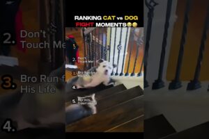 Ranking FUNNIEST CAT vs DOG Fight Moments That I Laugh So Hard! 😭😆