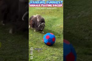 Ranking Funniest ANIMALS Playing Soccer