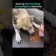 Ranking Heartbreaking Animal Rescue Moments 🥺❤️ #rescue  #animals #emotional