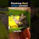 Ranking The Cutest Kitten Moments 😻 (Wait for #1) #shorts
