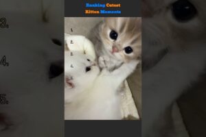 Ranking Top 5 Cutest Kittens #cat #cute #gatos #kitty #gatitos