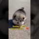 Ranking of the 7 Cutest Puppies! 🐶❤️