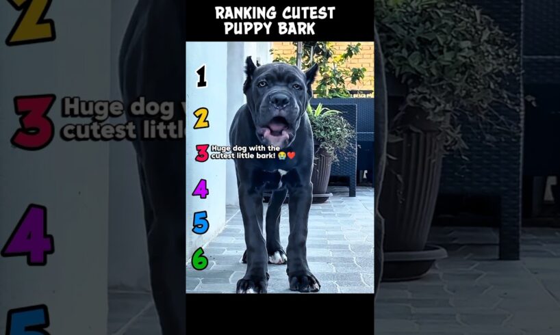 Ranking the Cutest Puppy Barking Moments! 🐶🎤