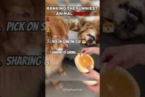 Ranking the Funniest Animal Fights
