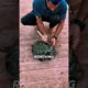 Removing 100+ Barnacles from This Poor Turtle 🐢🔧 #satisfying #turtle #rescue