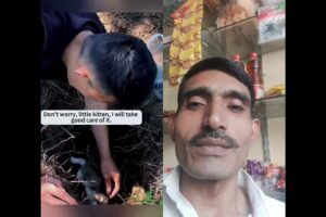 Rescue a kitten #rescue animals #cat #cat softiktok #kitten #fyp