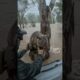 Rescue the animal #rescue