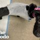 Rescuers Knew This 12-Pound Dog Deserved So Much More | The Dodo