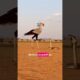 Secretary Bird vs King Cobra Who Wins?