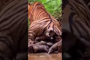 She Has 6 Cubs! Unbelievable Tiger Mom Moment 😲 #wildlife #nature #shorts