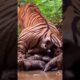She Has 6 Cubs! Unbelievable Tiger Mom Moment 😲 #wildlife #nature #shorts