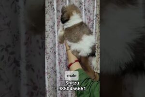 Shitzu cutest puppies