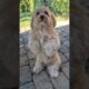 Soy Matty #pets #petsfofinhos #live #mascotas #funny #viralshort #perros #perritos #dog #doglove