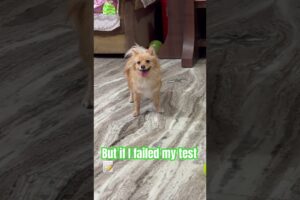 Subscribe if u love puppies 🐶 #dogs#cute#pets#puppy