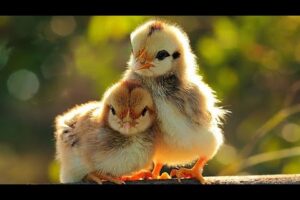 👻Sweet animals playing 🐣✨#animals #playing #cuteanimals #babyanimals