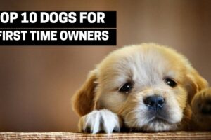 TOP 10 DOGS FOR FIRST TIME OWNERS - Best Puppy Breed For Novices