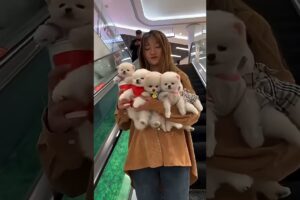 Teacup Pomeranian Puppies Cute Dogs Short Video