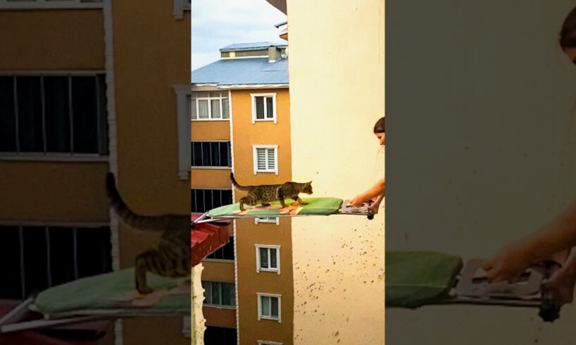 Terrified Cat Takes a Leap of Faith to Reach Safety ❤️🥹