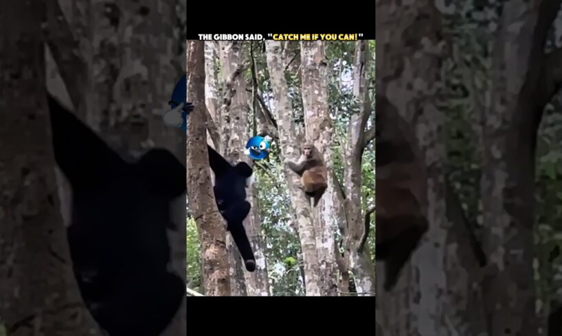 The Monkey Chased the Wrong Gibbon! 😳 #trending #animals #wildlife #monkey #youtubeshorts