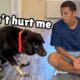 The Most Broken Dog We’ve Ever Rescued… Until Now