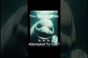 The Whale That Sounds Like a Human Voice 😱 #shorts #fyp #animals
