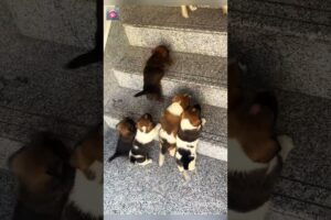 The cute puppies are eager to get to their mother.#puppy #cutedog